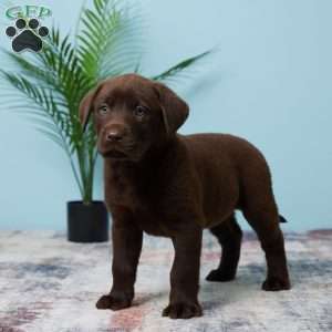Stormy, Chocolate Labrador Retriever Puppy